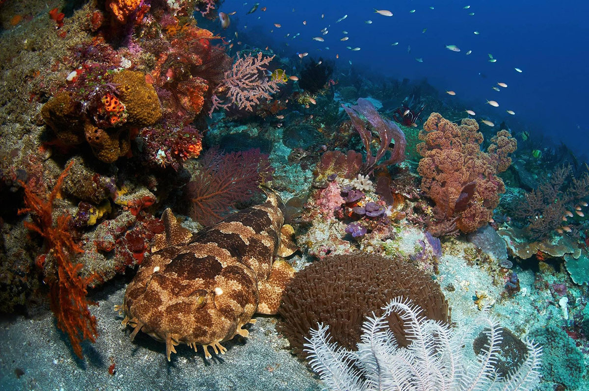 Wobbegong shark - diving at Alor Divers Resort

