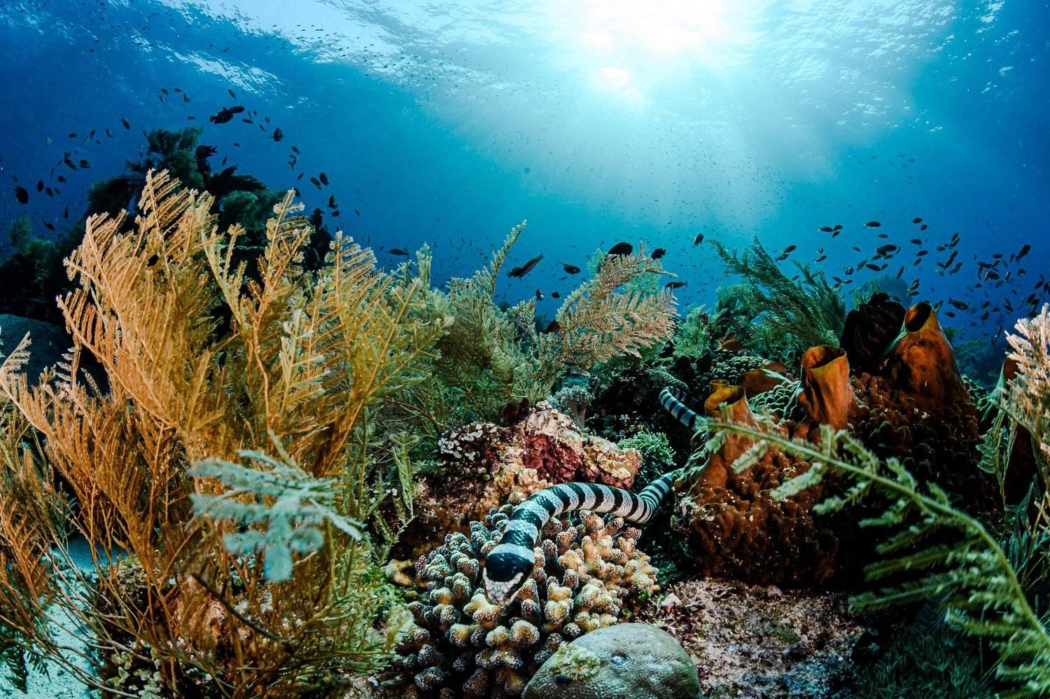 Banded sea krait - diving at Alor Divers Resort
