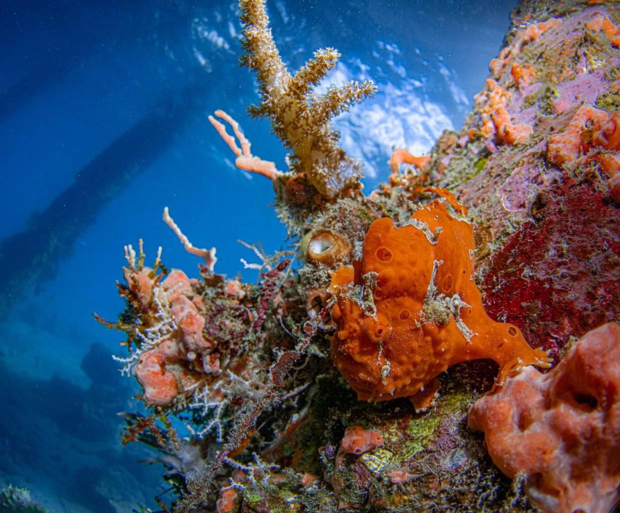 Frogfish - diving at Alor Divers Resor
