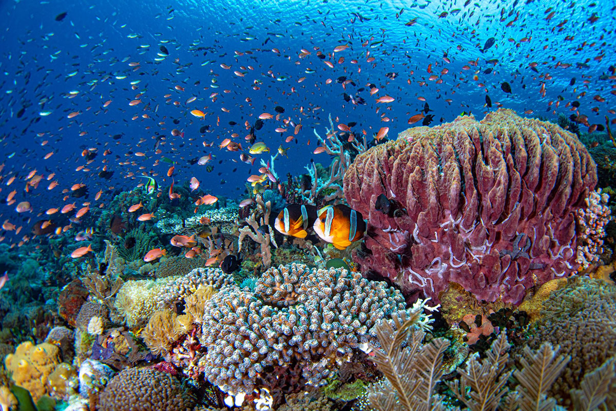 House reef at Alor Divers Resort
