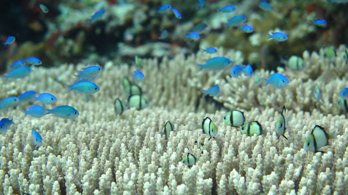 Alor coral reef