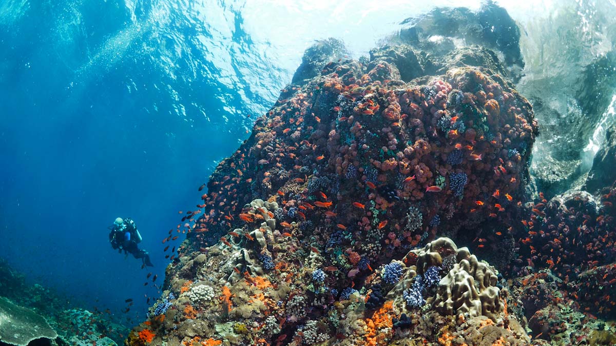 Alor coral slope