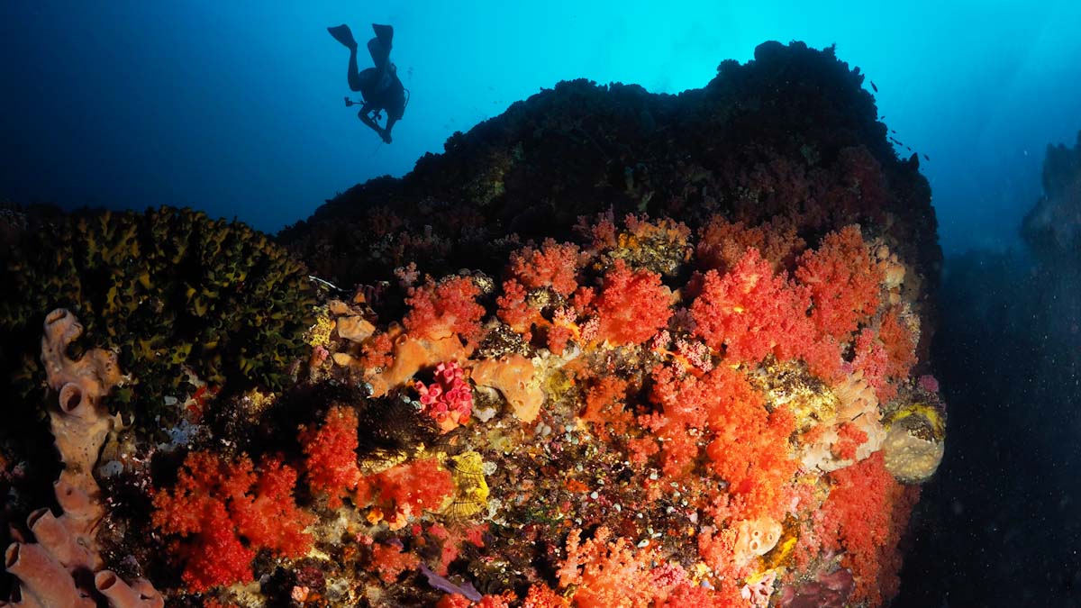 Alor coral reef