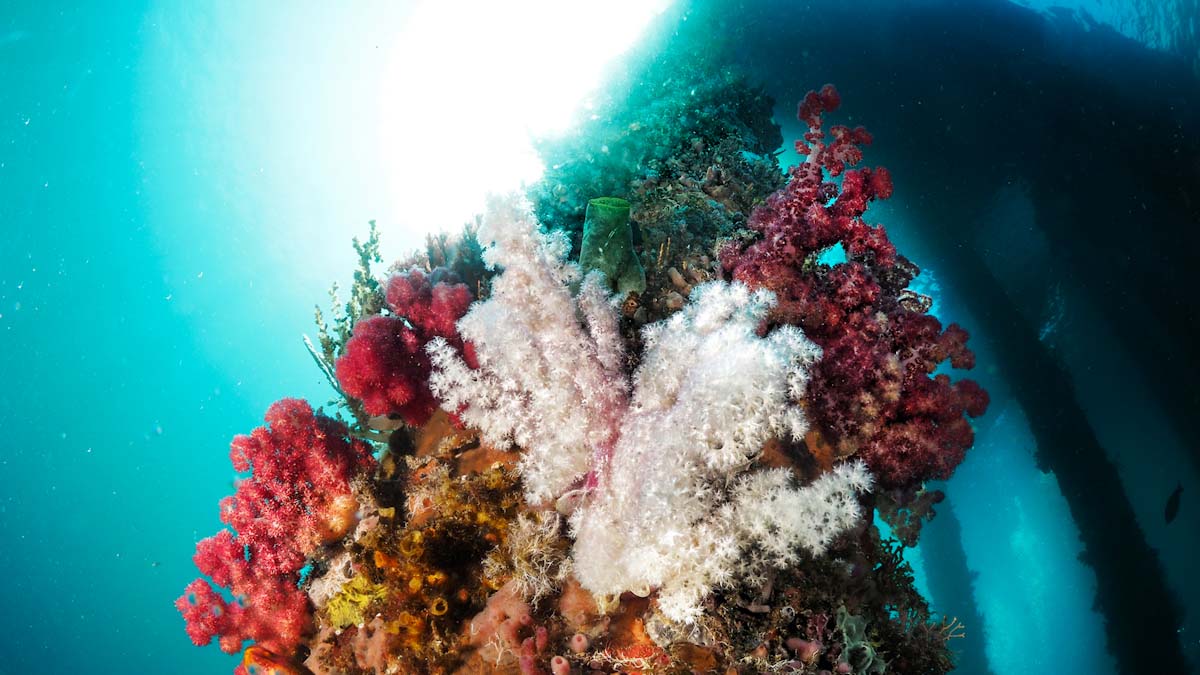 Alor pier with coral