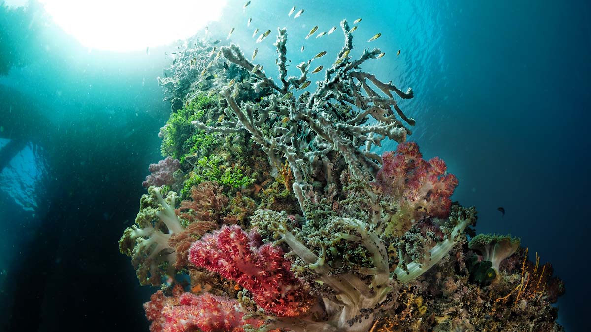 Alor pier with coral