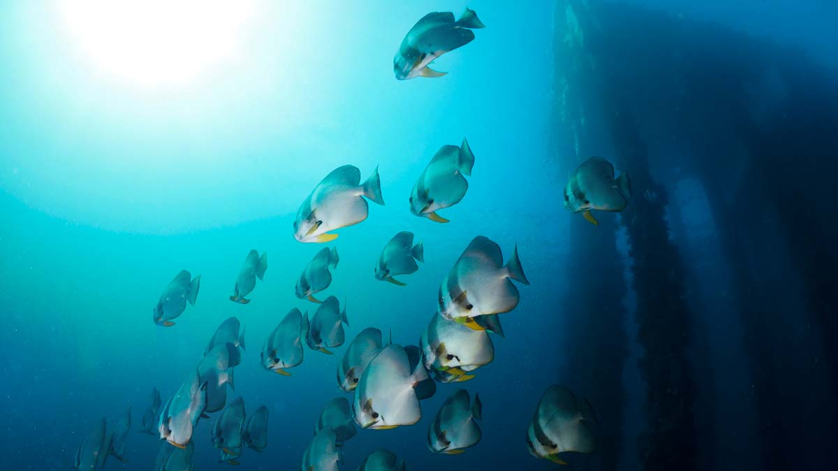 Alor pier and batfish