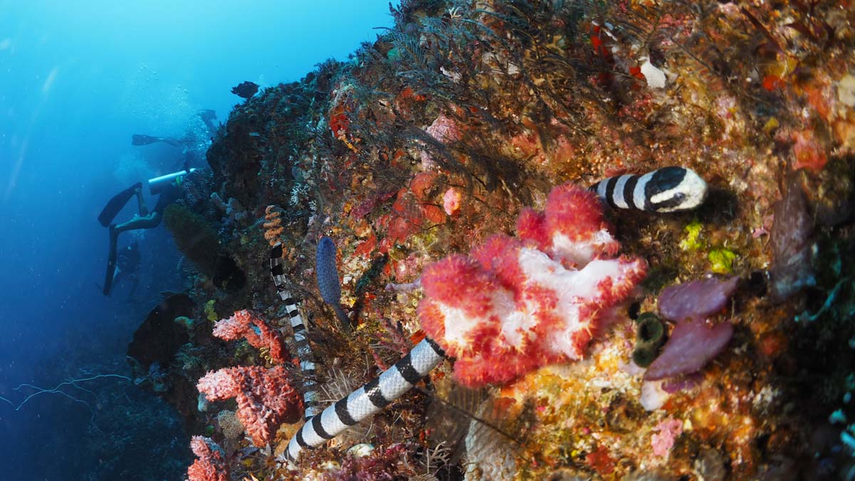 Sea snake in Alor wall dive
