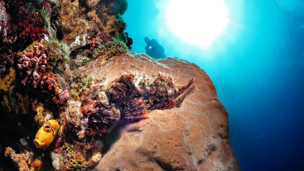 Stonefish in Alor wall dive