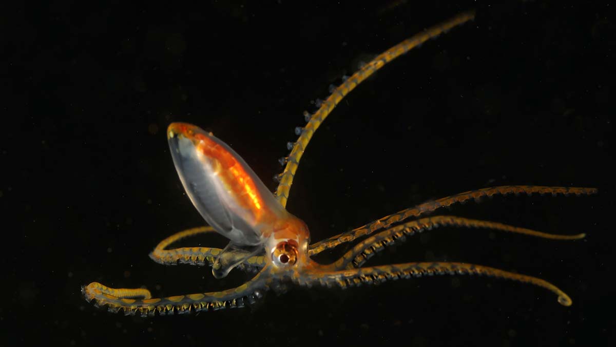 Octopus in a night dive in Alor