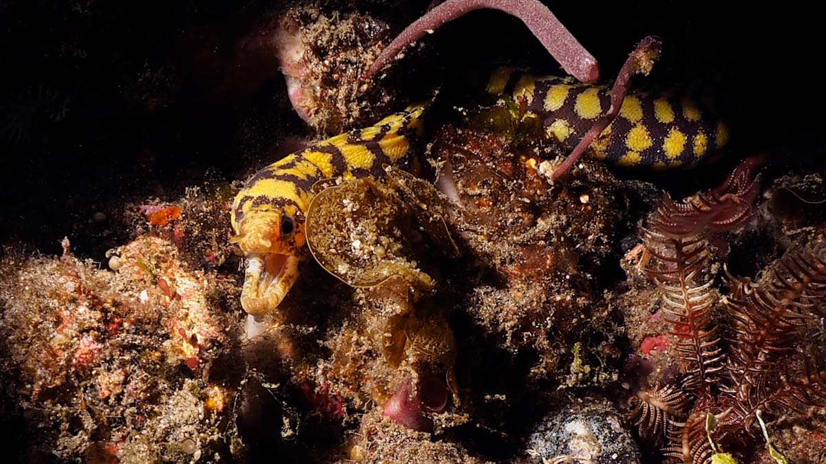 Murena in a night dive in 