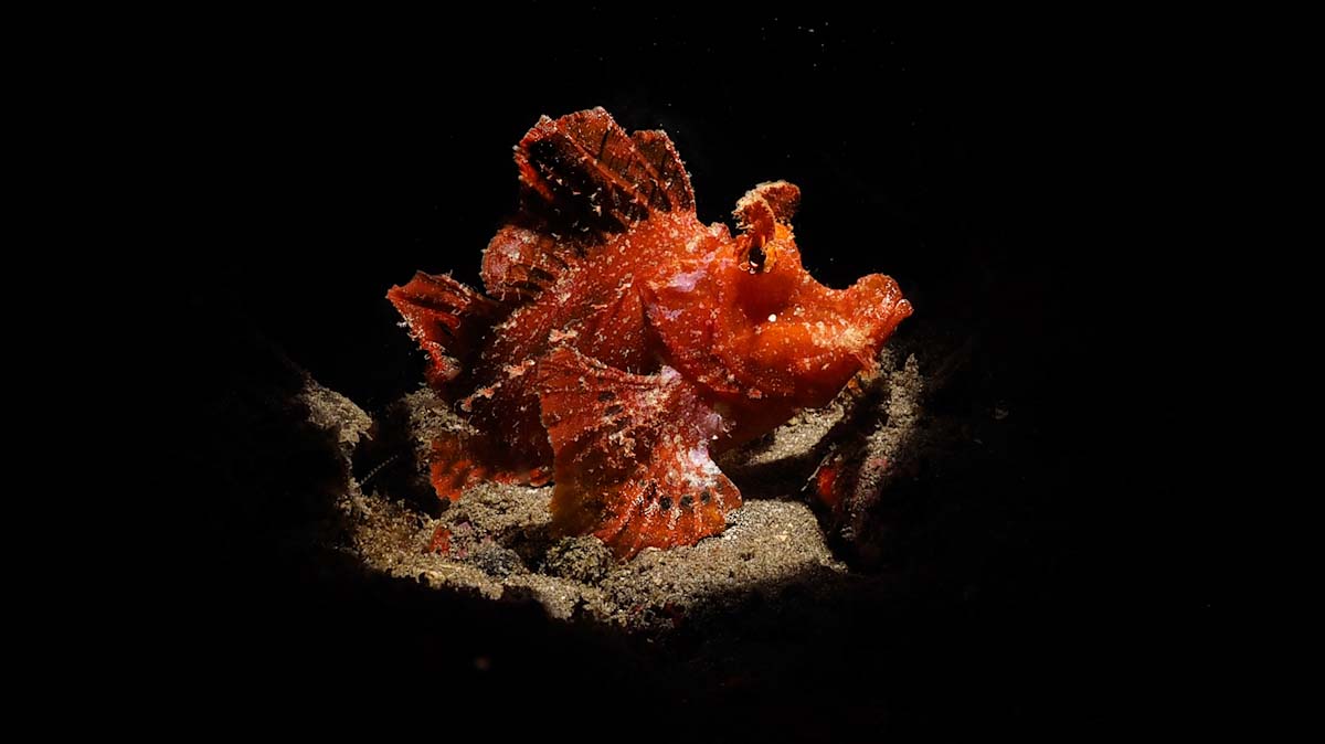 Rhinopias in a night dive in Alor