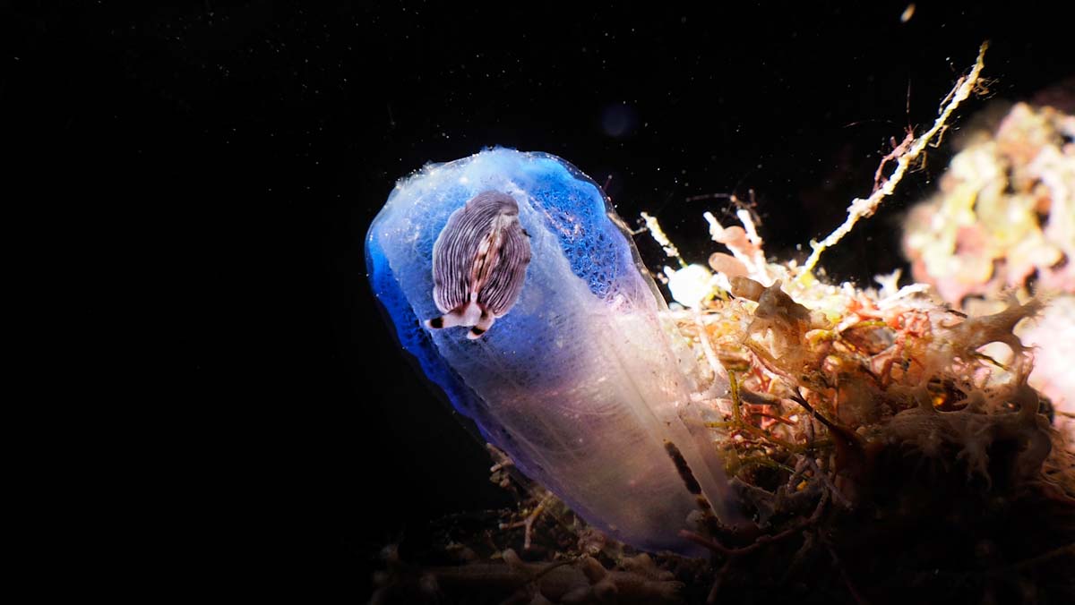 nudibranch in a night dive in Alor