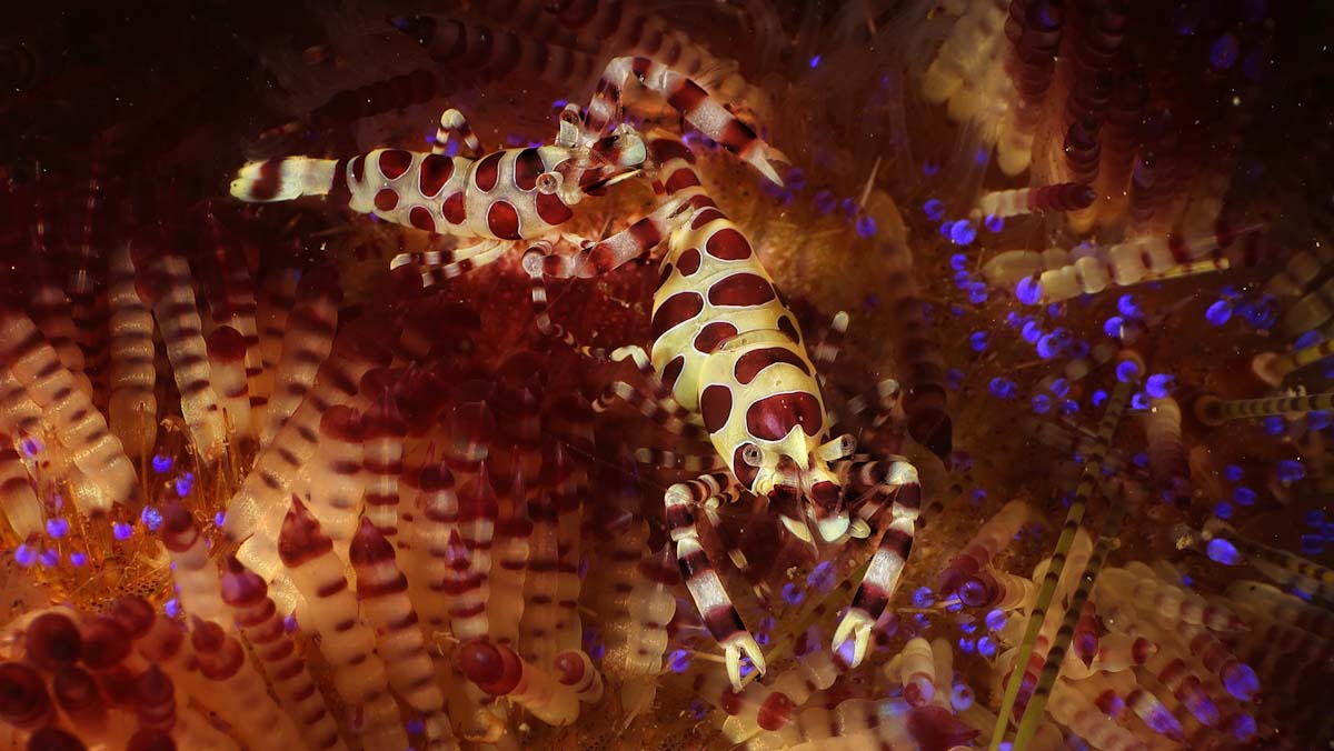 Couple of Coleman’s shrimps in a night dive in Alor