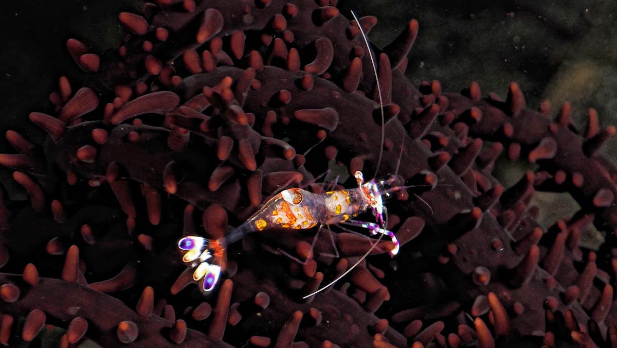 Rare shrimps in a night dive in Alor