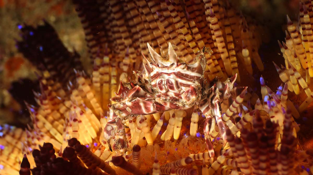 Zebra crab in a night dive in Alor