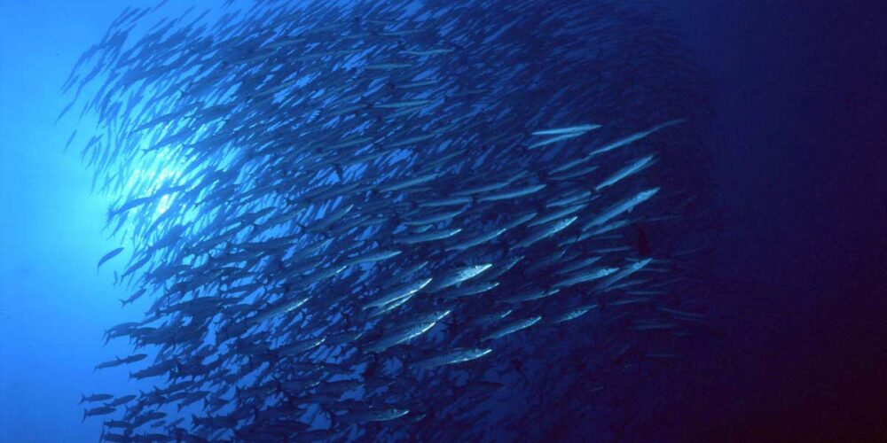 Ambai Liveaboard scuba diving in Halmahera