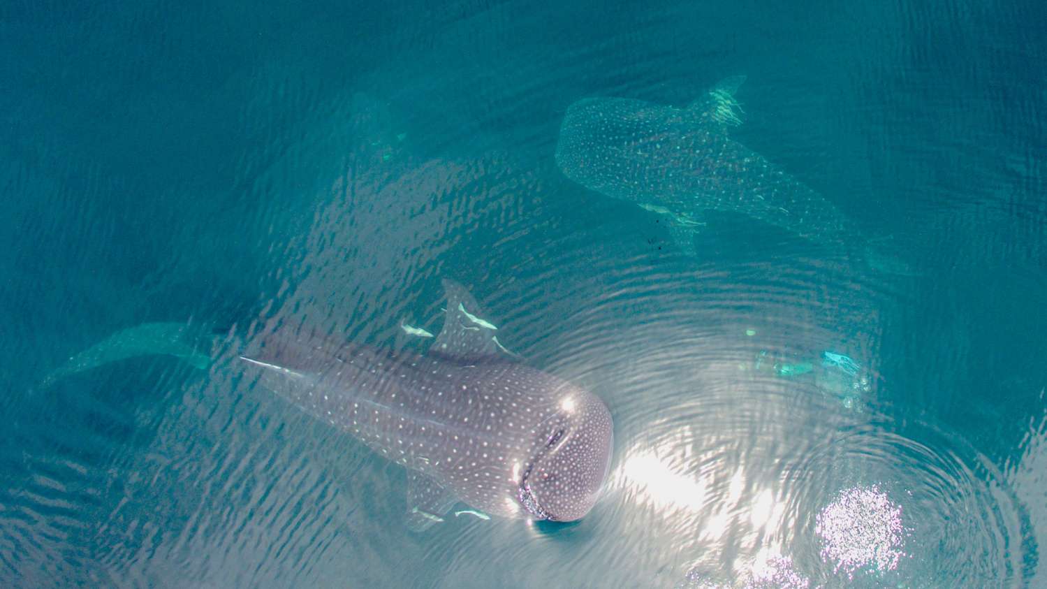 Ambai Liveaboard scuba diving in the Ring of Fire
