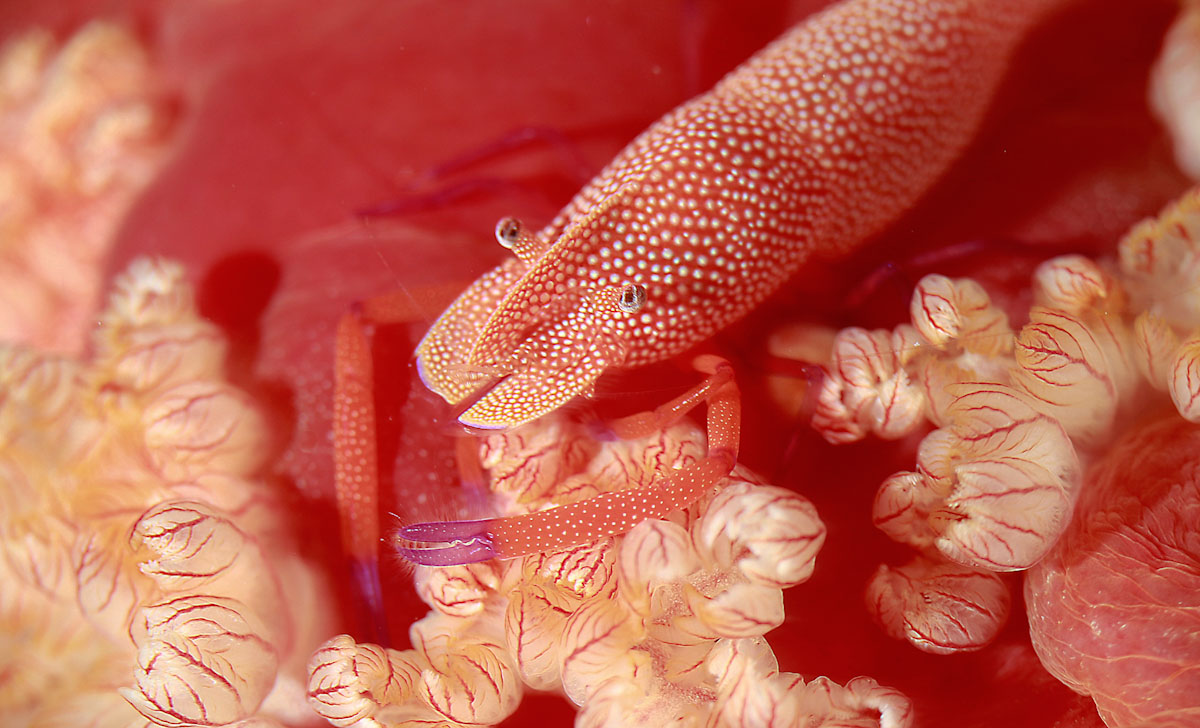 Periclimenes imperator and Hexabranchus sanguineus