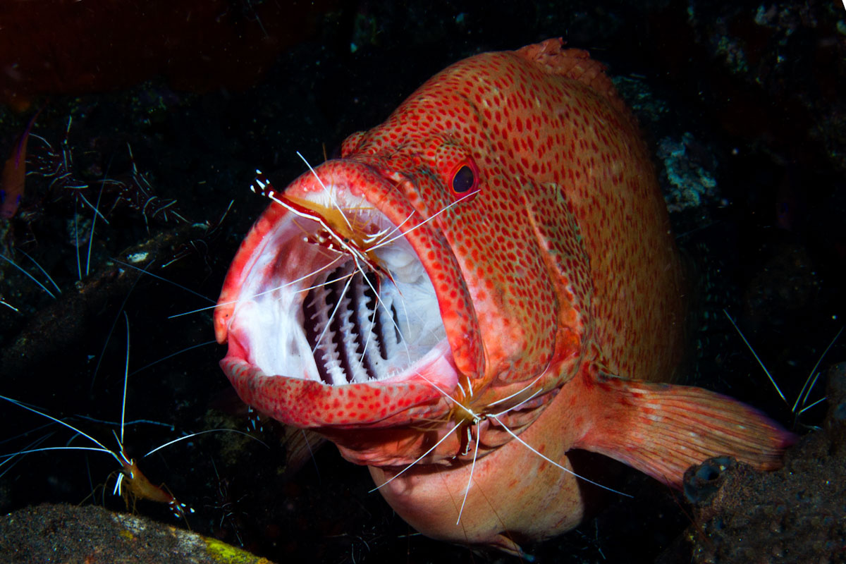 red snapper and cleaner shrimp