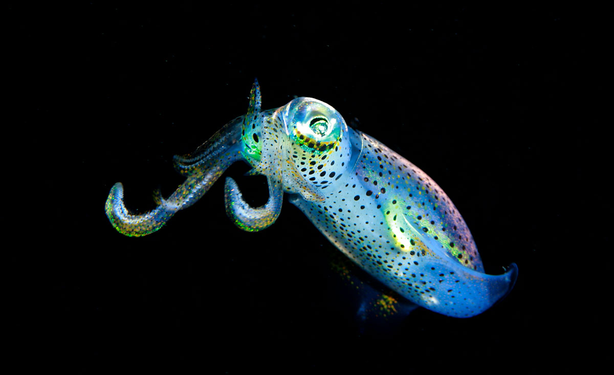 Bobtail squid