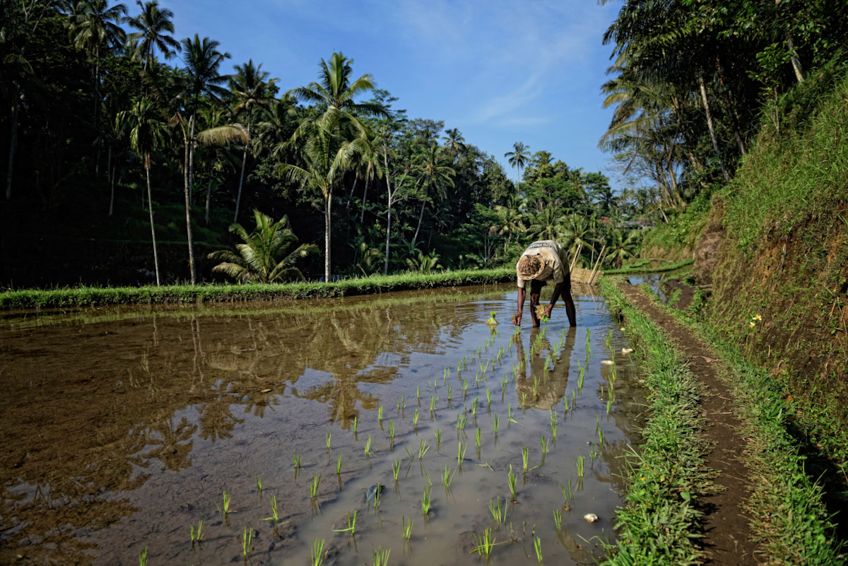 Ricefield and farmer in Bali Islands of Gods