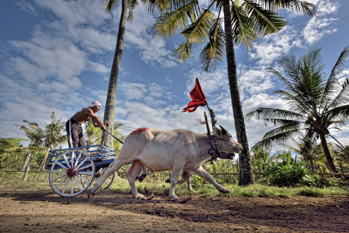 Bull race of Negara in Bali Islands of 