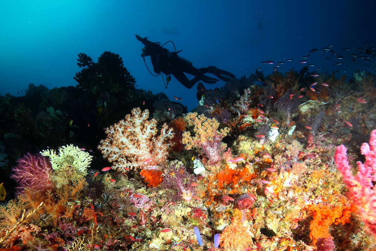 Scuba diving in colourful reef of Banda Sea
