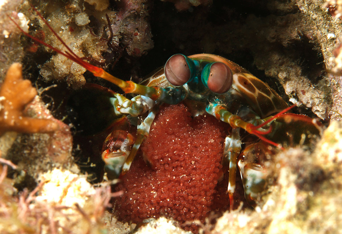 Mantis shrimp with eggs in Banda Sea