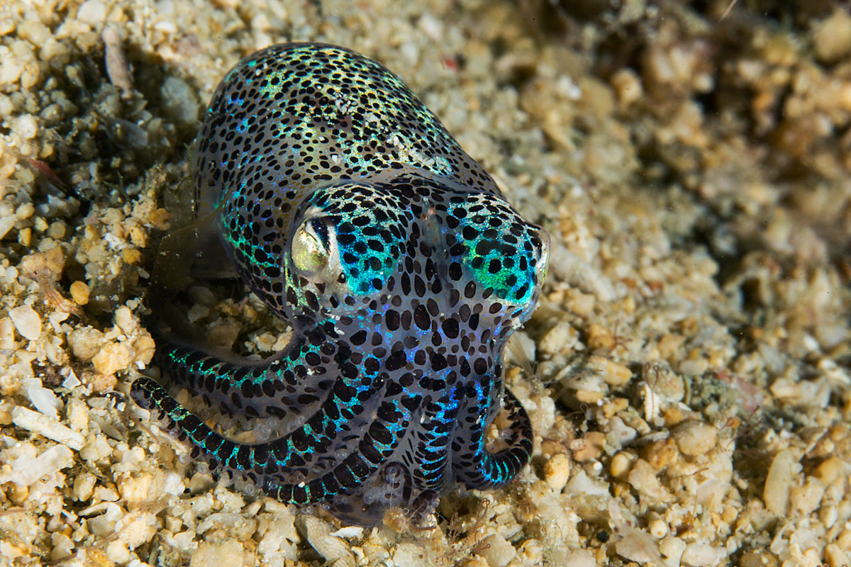 Bobtail squid in Banda Sea