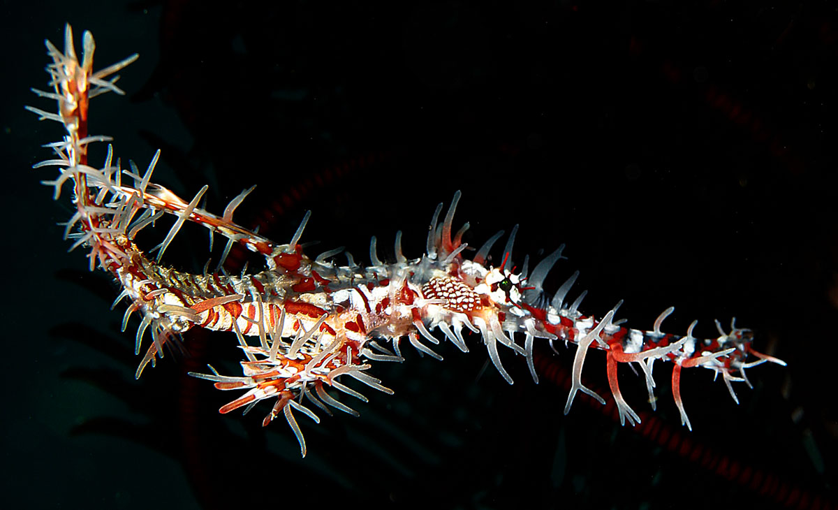 Ornate ghost pipefish in Banda Sea