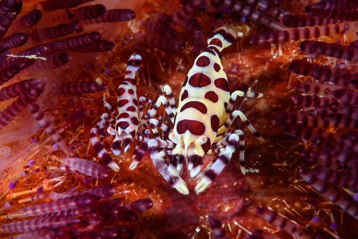 Coleman shrimp couple on fire urchin in Banda Sea