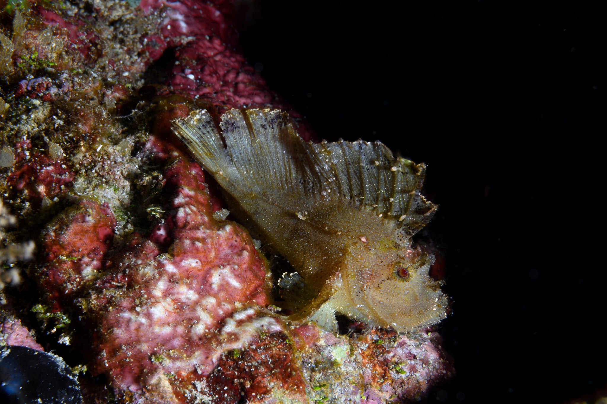 Leaf scorpionfish in Banda Sea