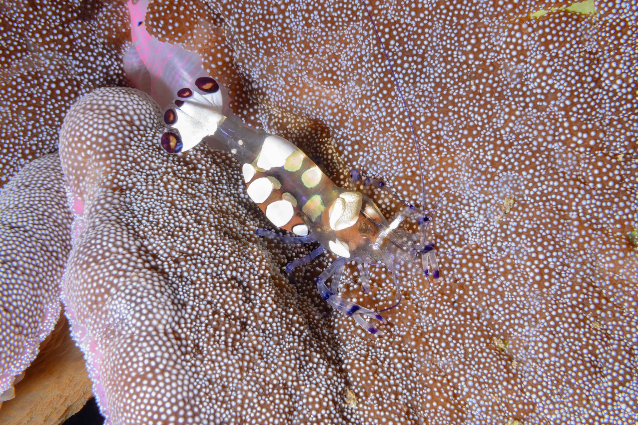 Peacock-tail anemone shrimp in Banda Sea