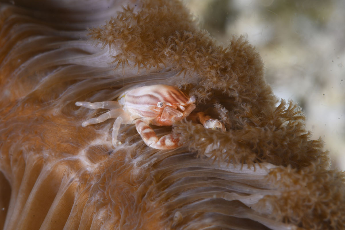 Crab on crinoid in Banda Sea