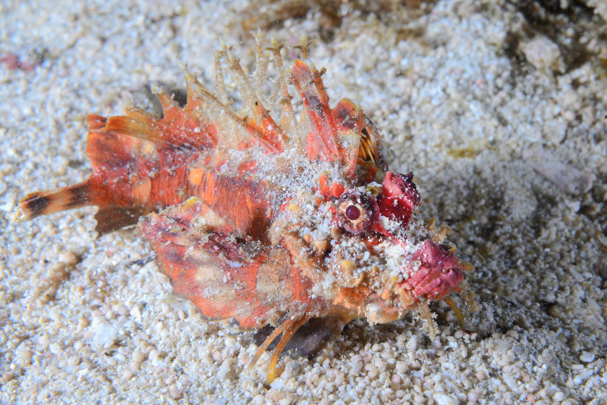 Banda Sea: pregnant pigmy seahorse 
Pigmy seahorse in Banda Sea