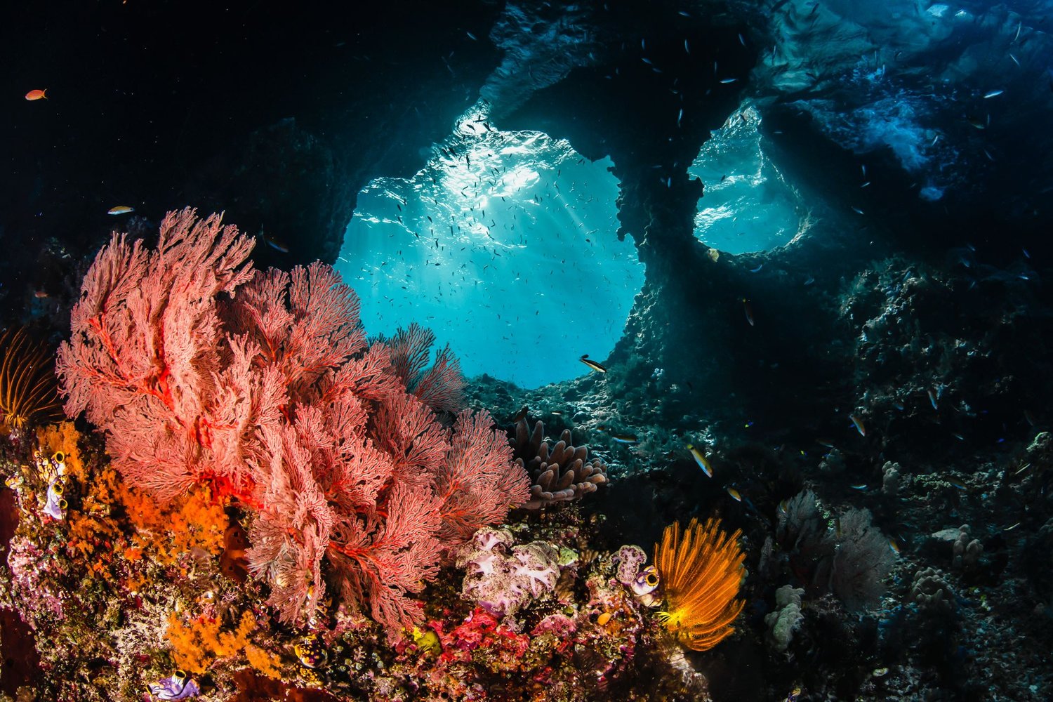 Carpe Diem charter cruises in Raja Ampat Indonesia
