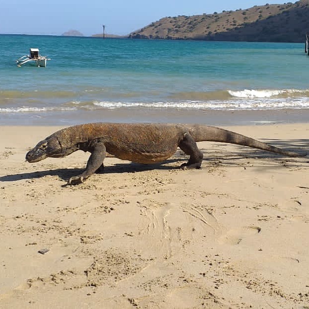 Carpe Diem cruises in Komodo Indonesia
