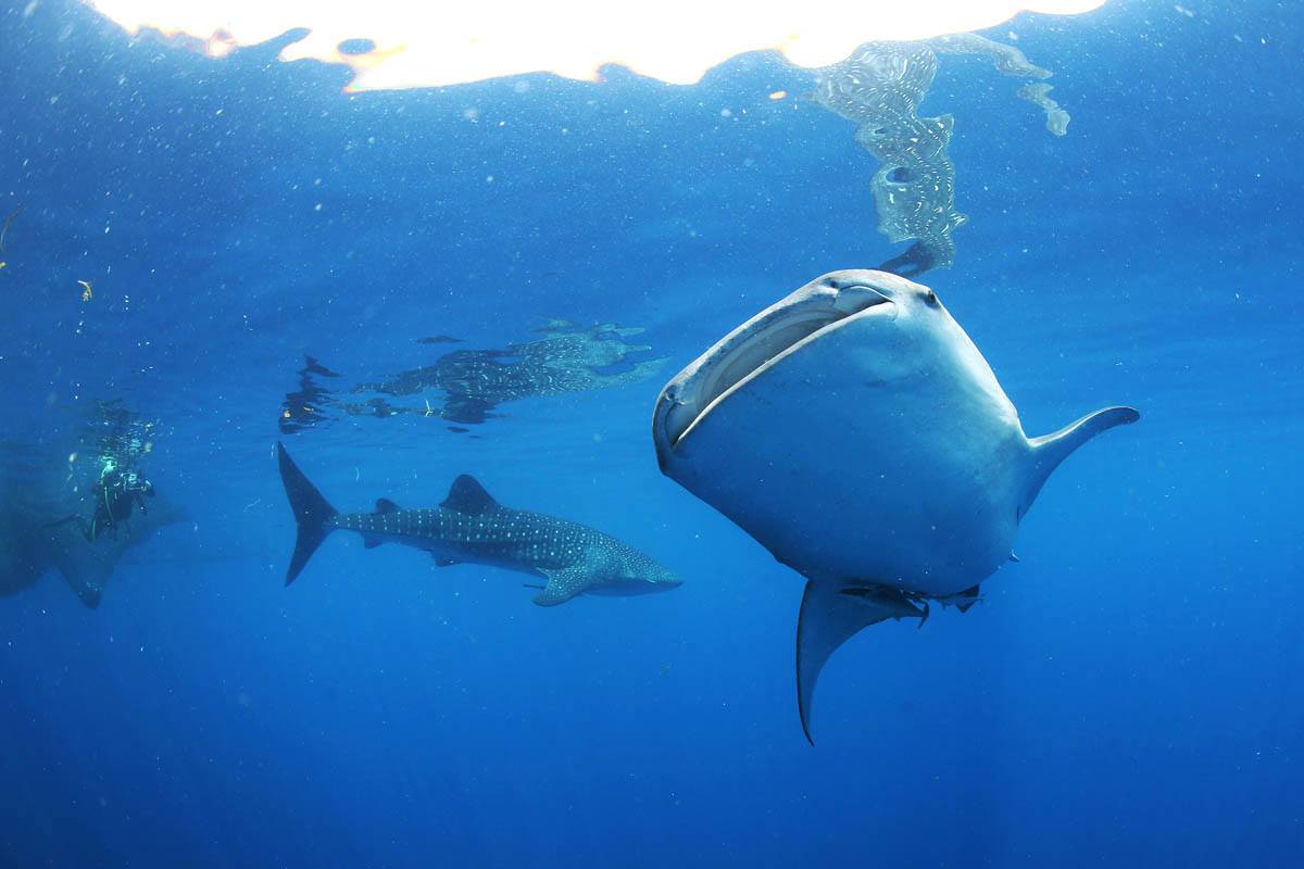 Whale sharks and diver in Cenderawasih Bay