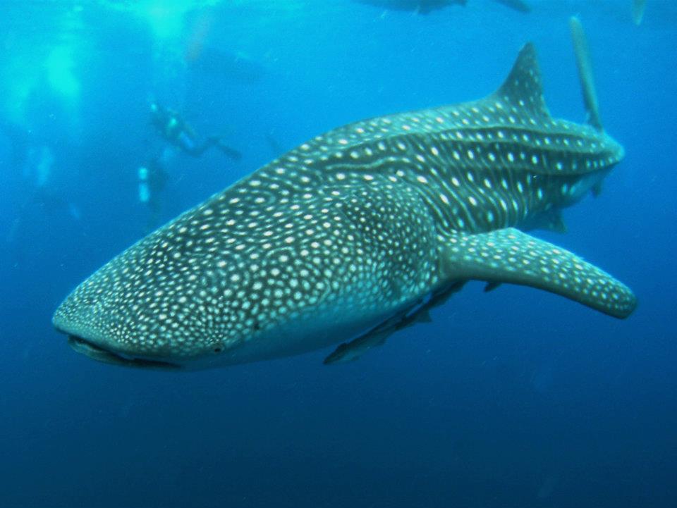 Whale shark and divers in Cenderawasih Bay