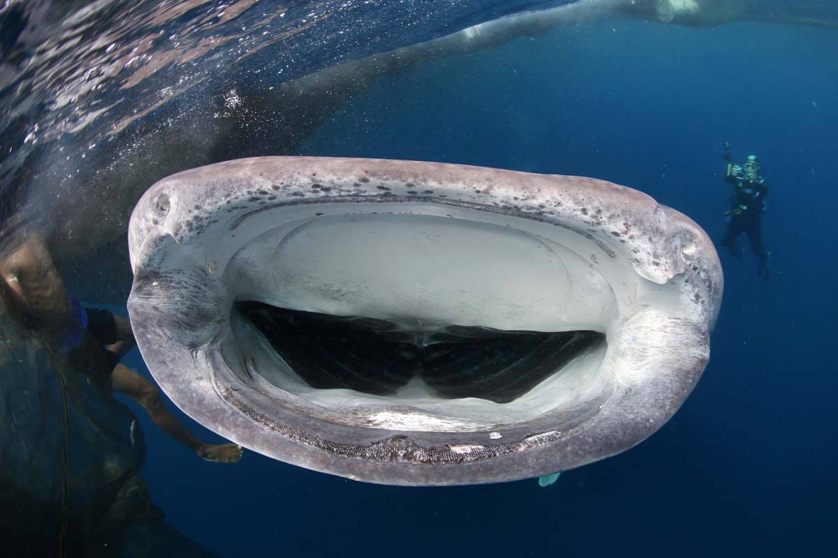Whale shark, bagan fisherman, and diver in Cenderawasih Bay