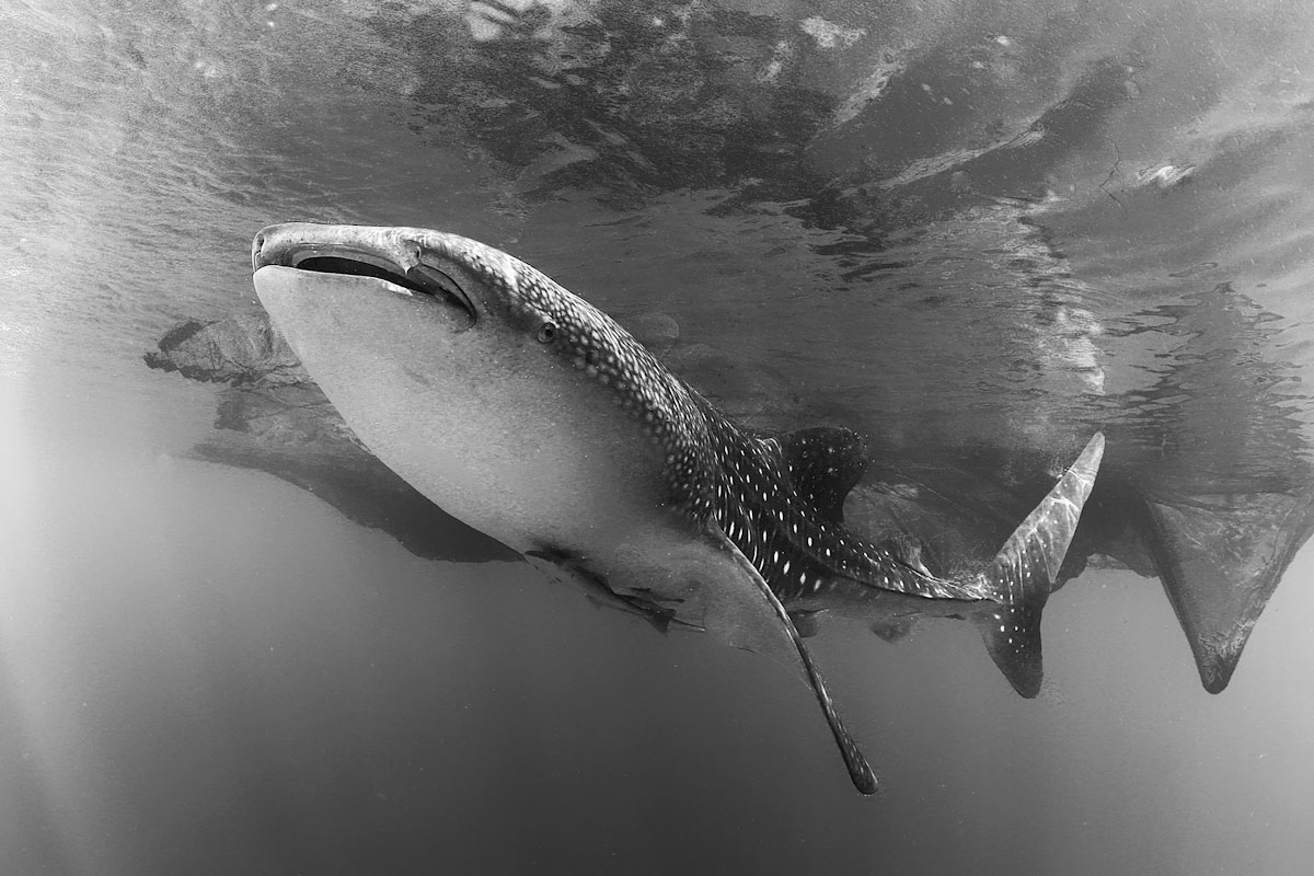 Whale shark and bagan in Cenderawasih Bay