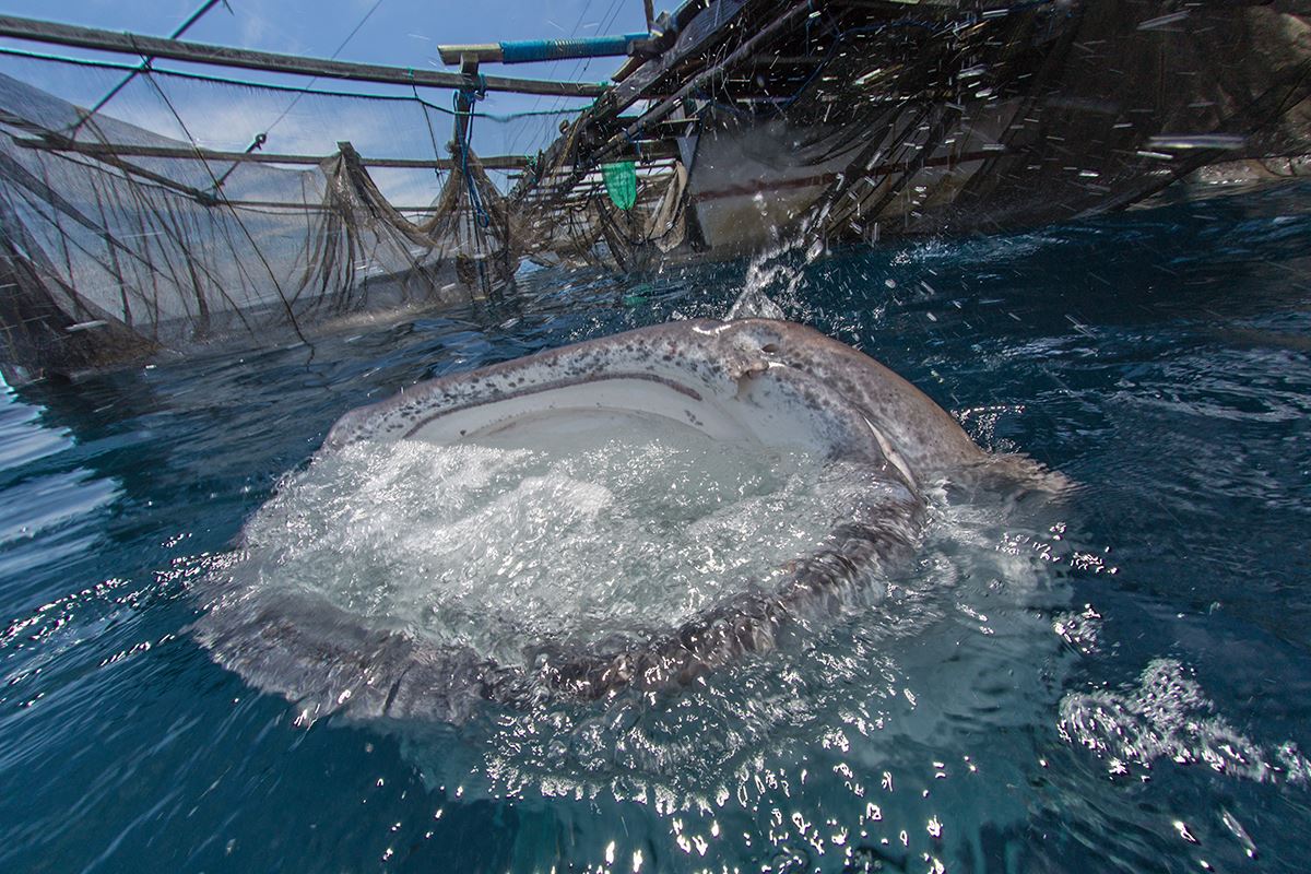 Whale shark and bagan in Cenderawasih Bay