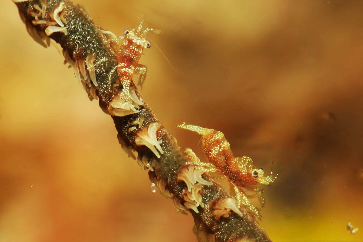 Pontonides specie of whip coral shrimp in Cenderawasih Bay