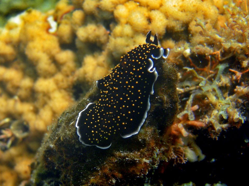Nudibranch in reef of Cenderawasih Bay