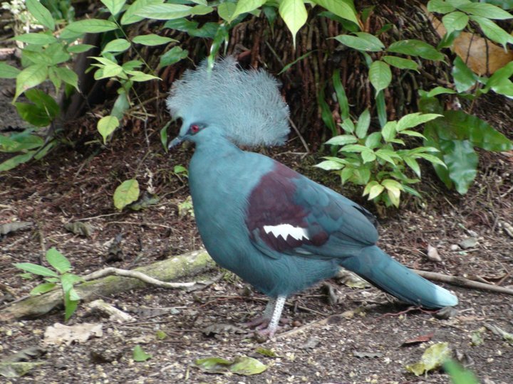 Western crowned pigeon of Cenderawasih 
