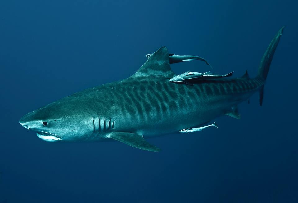Diving with tiger sharks in Christmas Island
