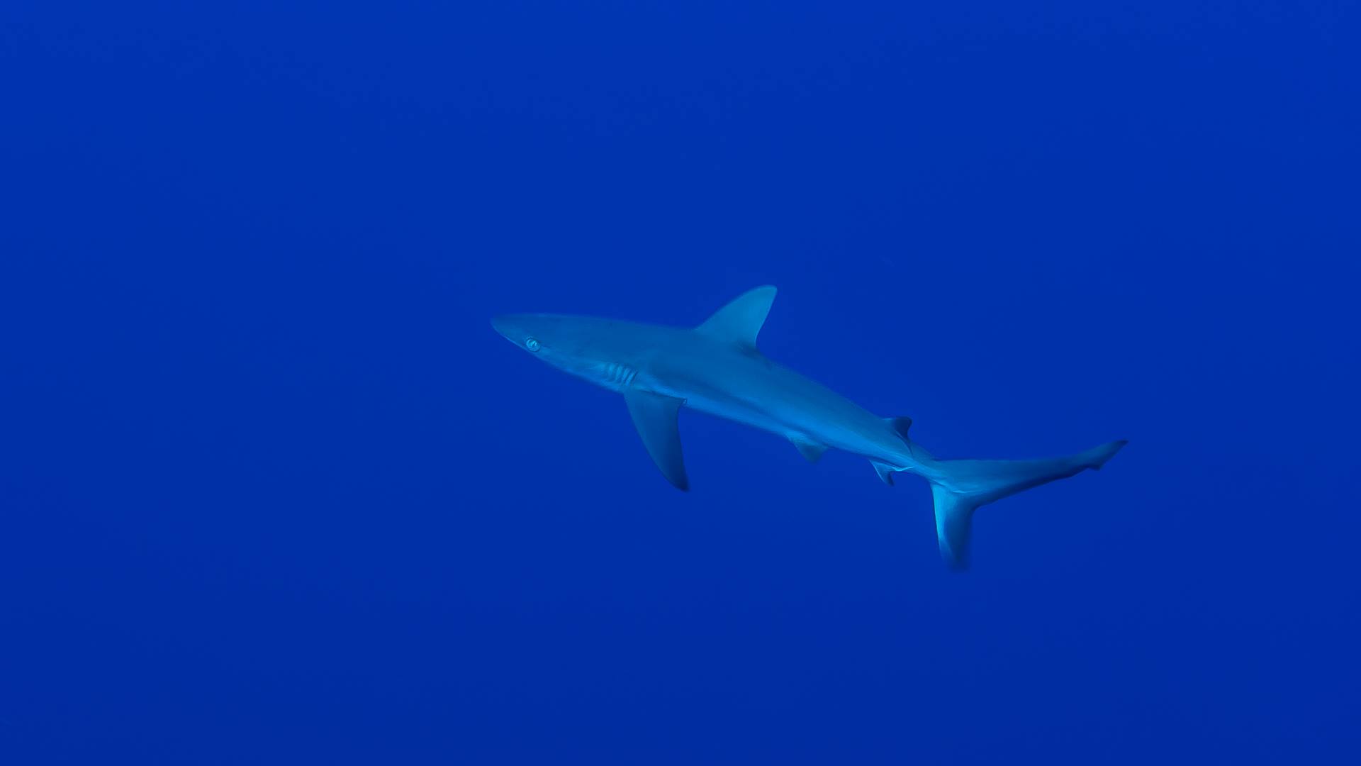 Diving with grey reef sharks in Christmas Island
