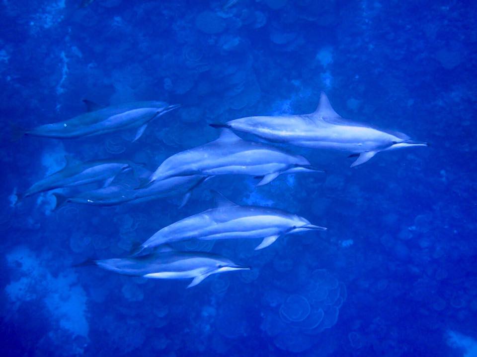 Diving with dolphins in Christmas Island
