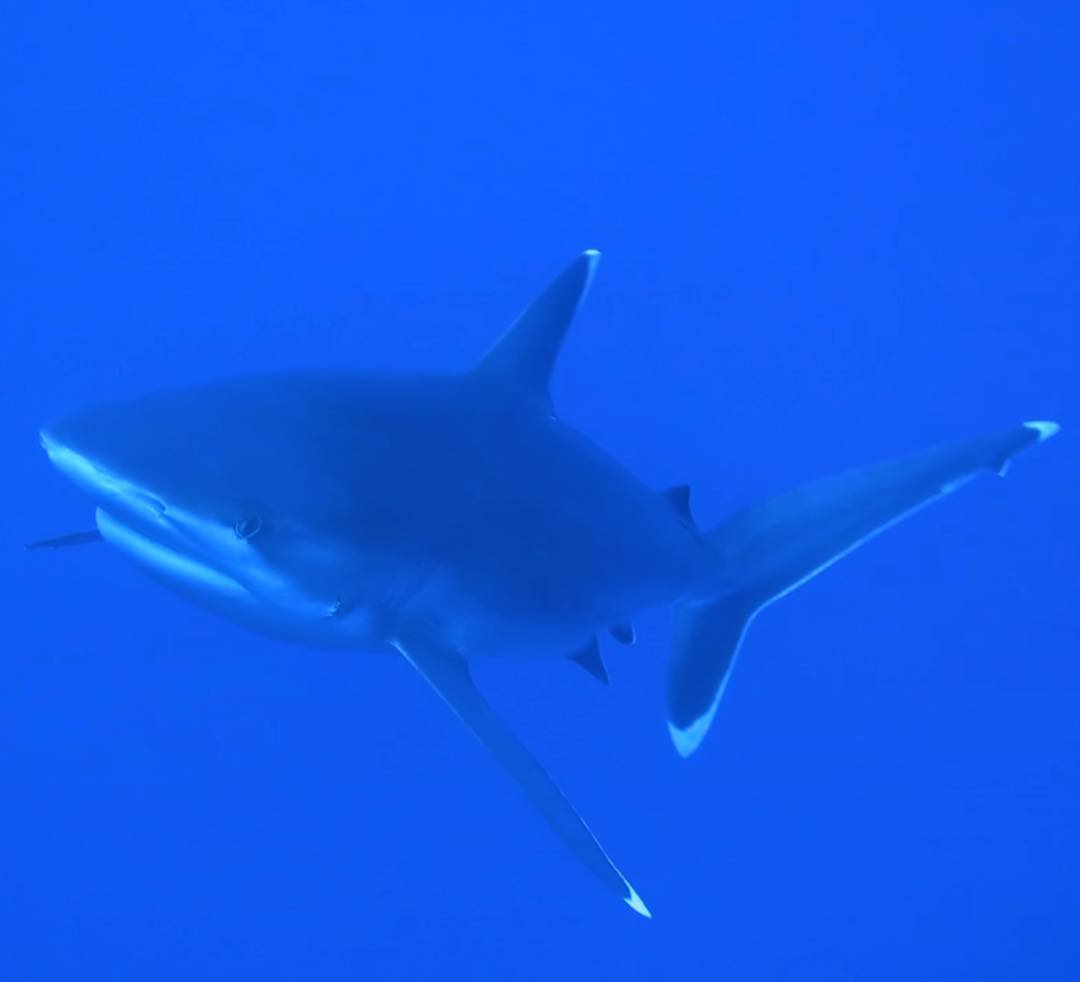 Diving with silver tip sharks in Christmas Island
