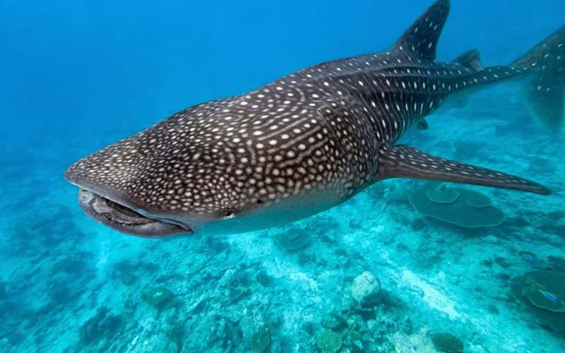 Diving with whale sharks in Christmas Island
